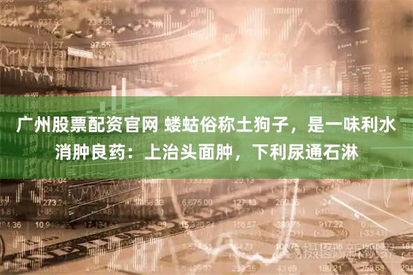 广州股票配资官网 蝼蛄俗称土狗子，是一味利水消肿良药：上治头面肿，下利尿通石淋